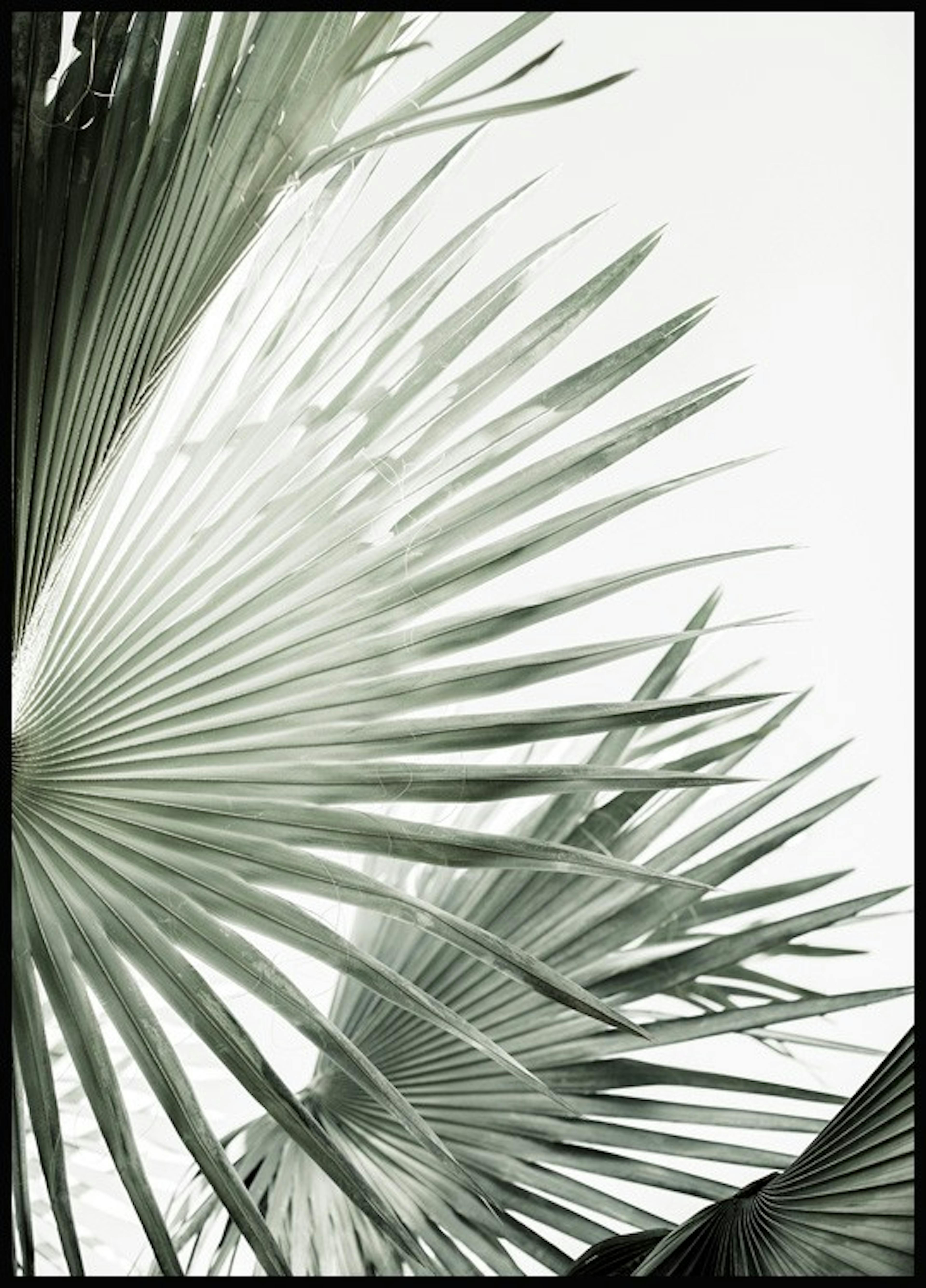 Feuilles de palmier vertes No2 Poster 0