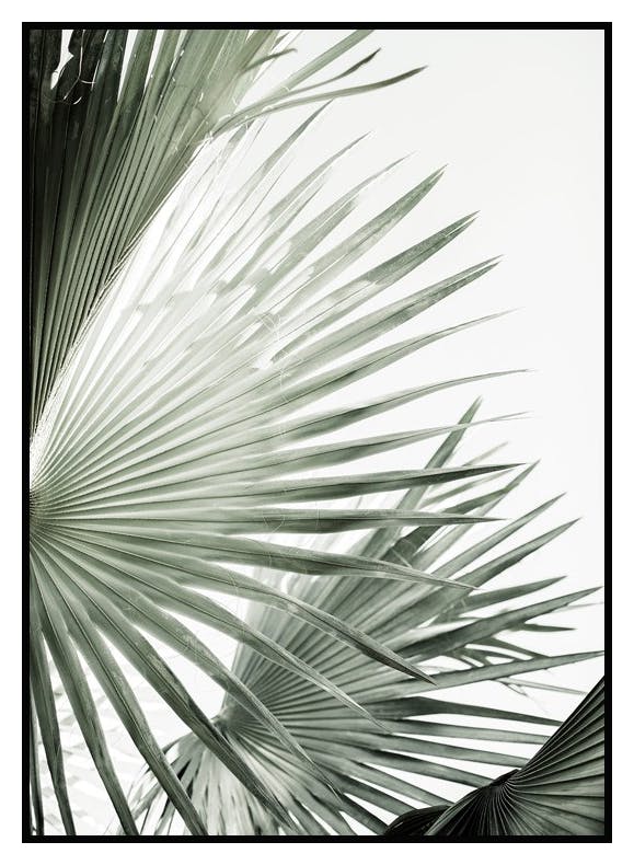 Plakat Zielony Liść Palmowy No2 (50x70 cm) - Poster Store