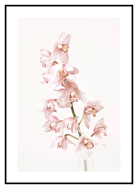 Orchid Flower Poster (30x40 cm) - Poster Store