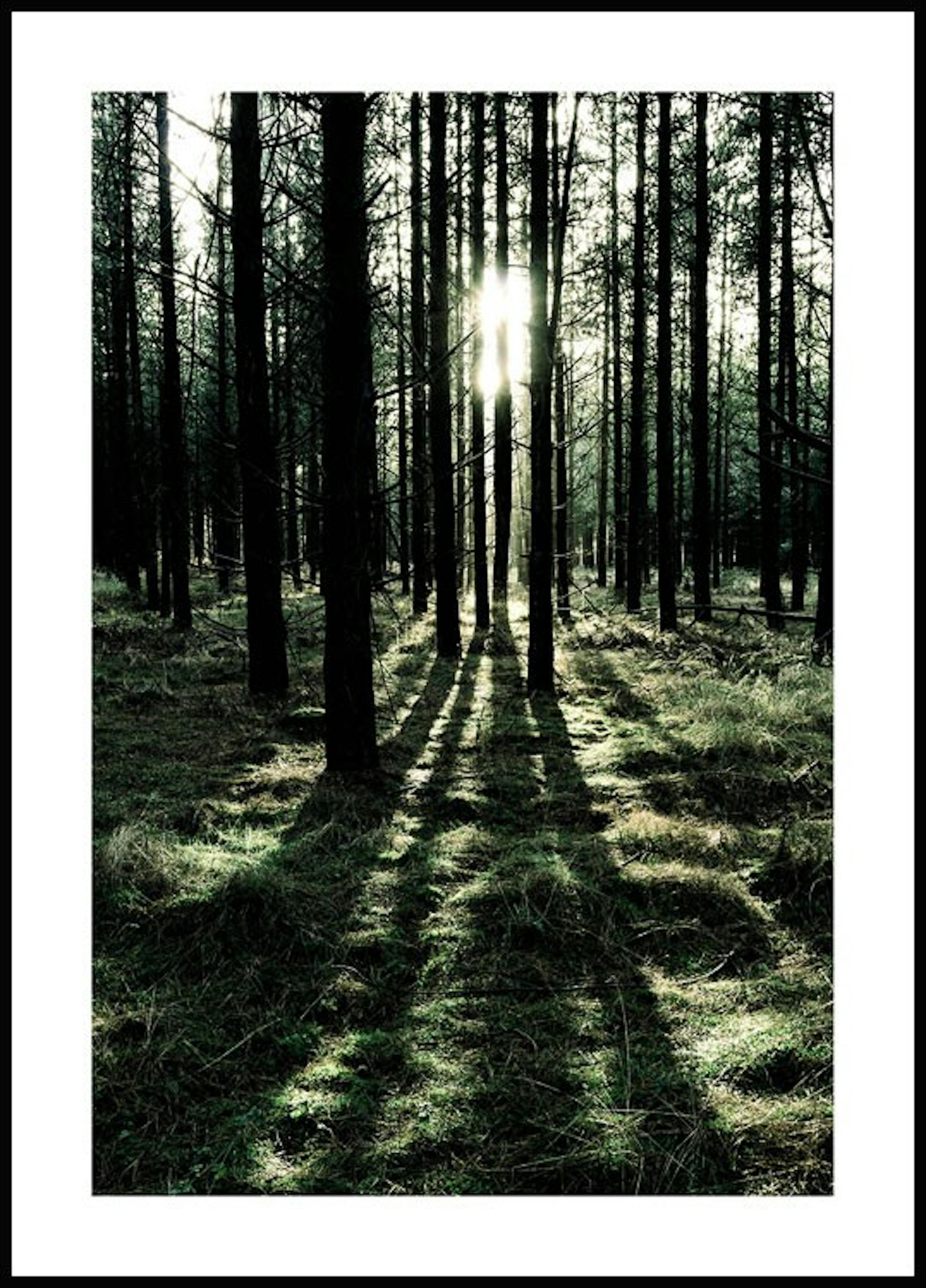 لوحة لصورة الغابة وأشعة الشمس 0