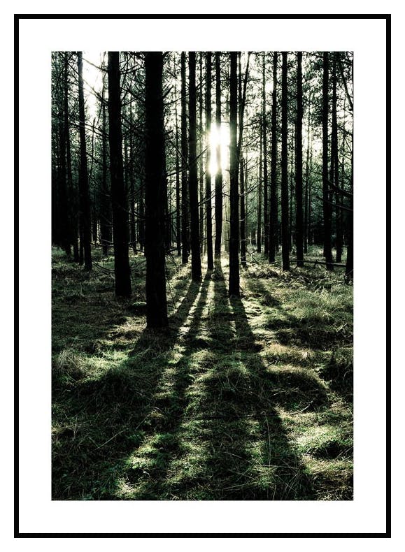 Forest Sunlight Poster (50x70 cm) - Poster Store