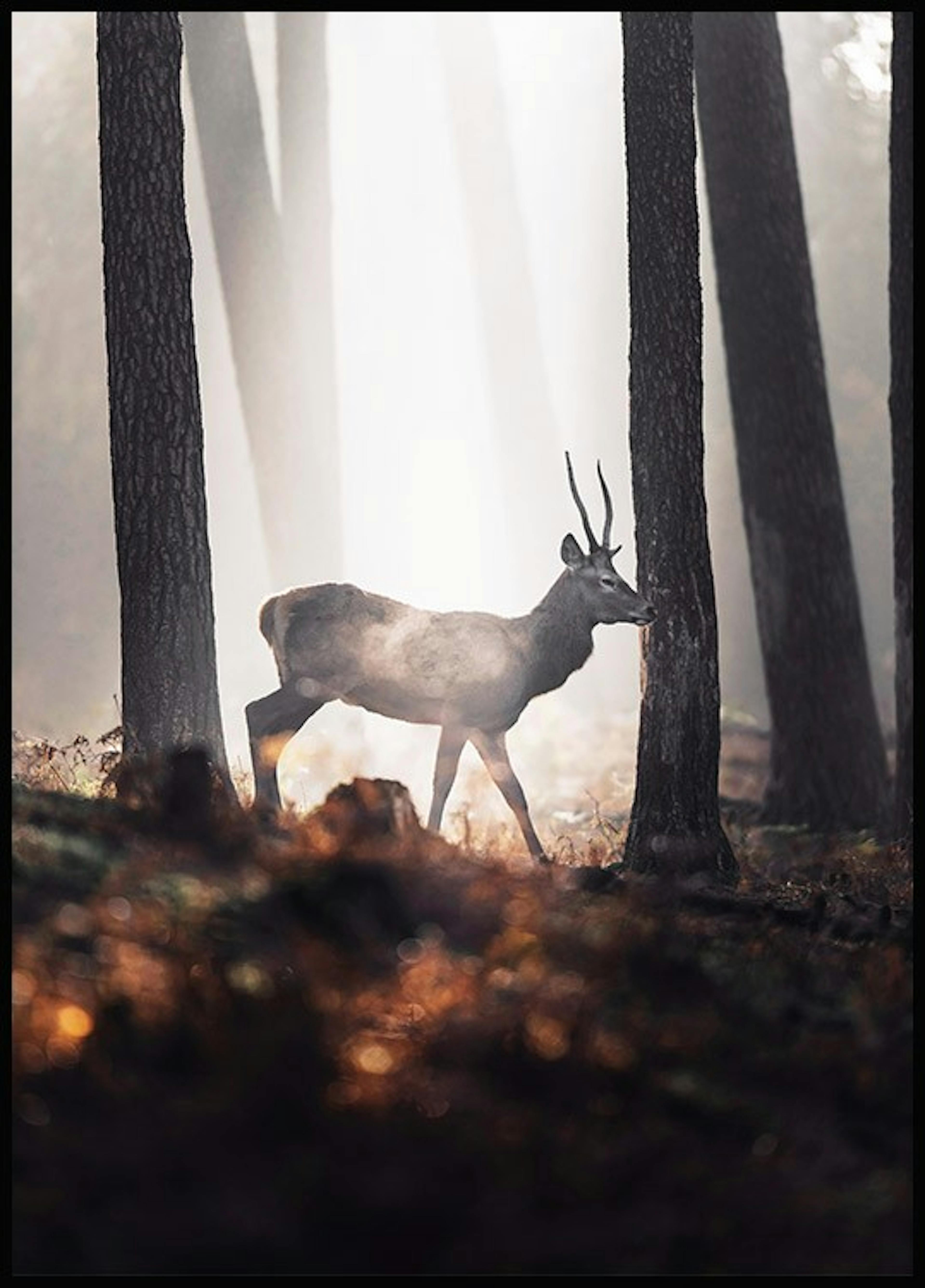 Deer in Forest Poster thumbnail
