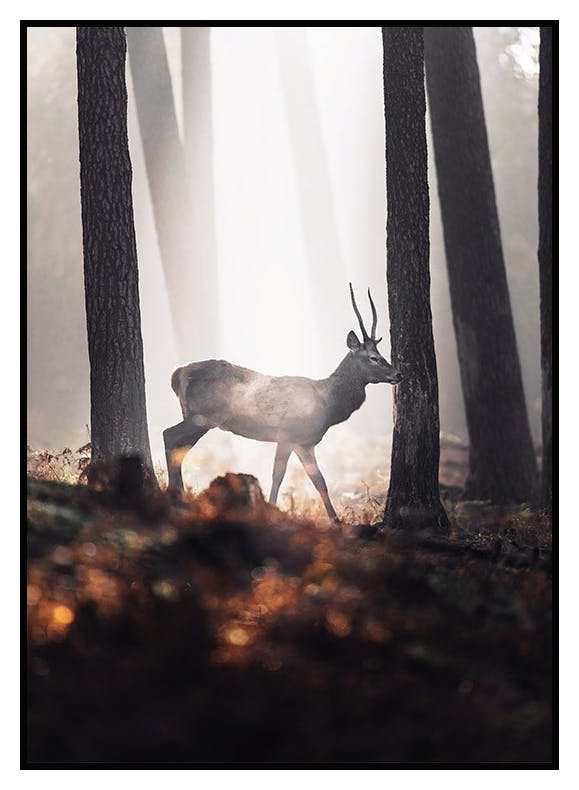 Plakat Jeleń W Lesie (50x70 cm) - Poster Store