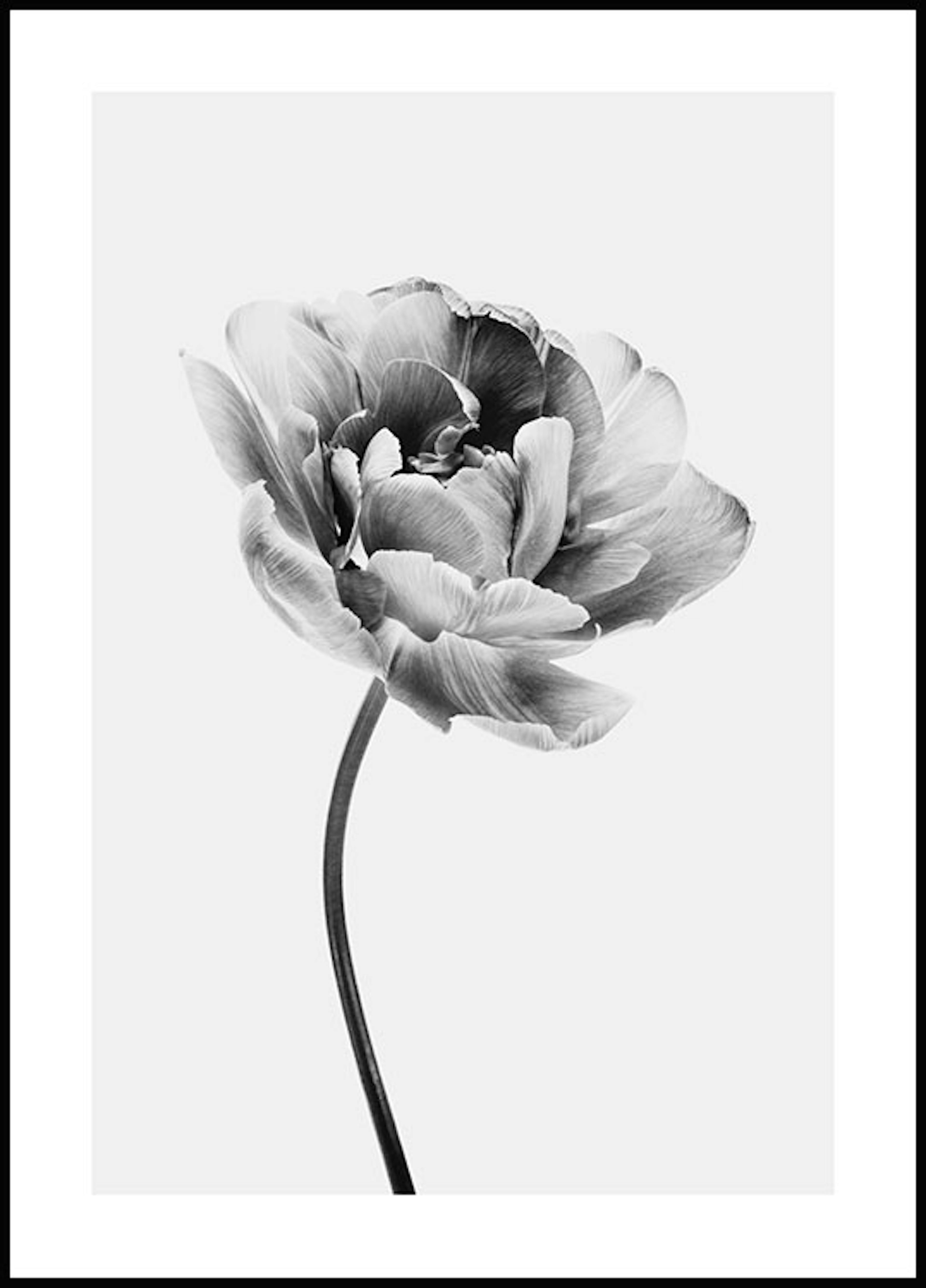 Iris Blume Poster 0