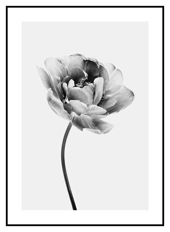 Prints Iris Flower Poster (21x30 cm) - Poster Store
