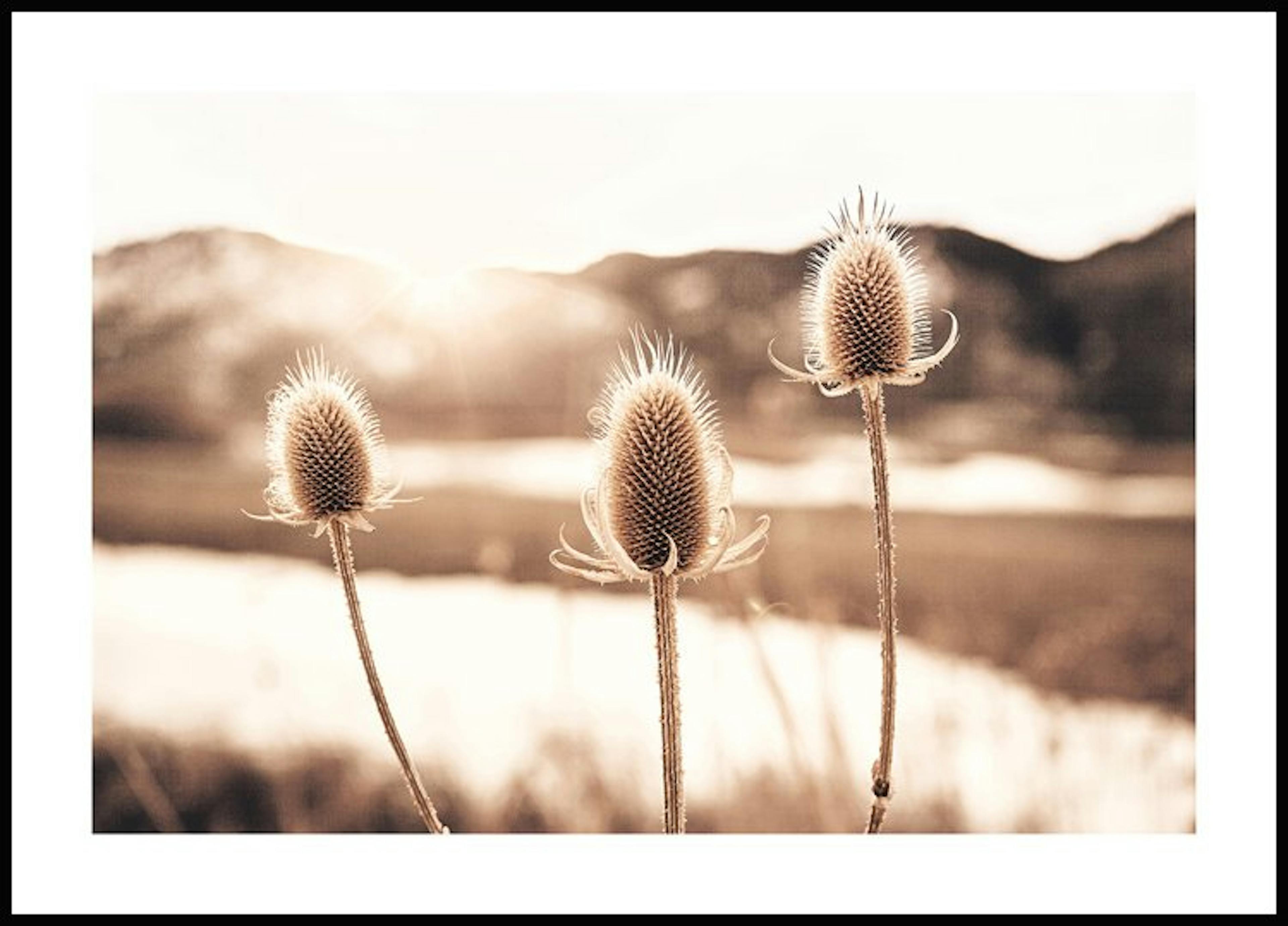 Thistle Flowers Poster thumbnail