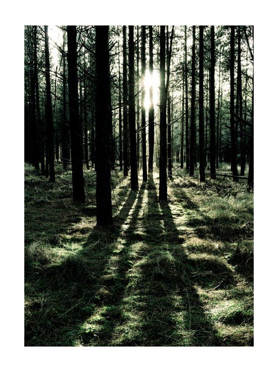 Forest Sunlight Poster 0