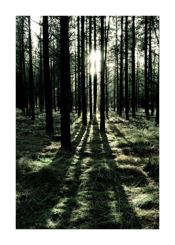 Poster pădurea fermecată 0