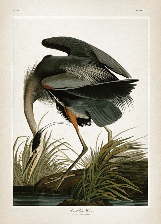 Great Blue Heron Poster 0