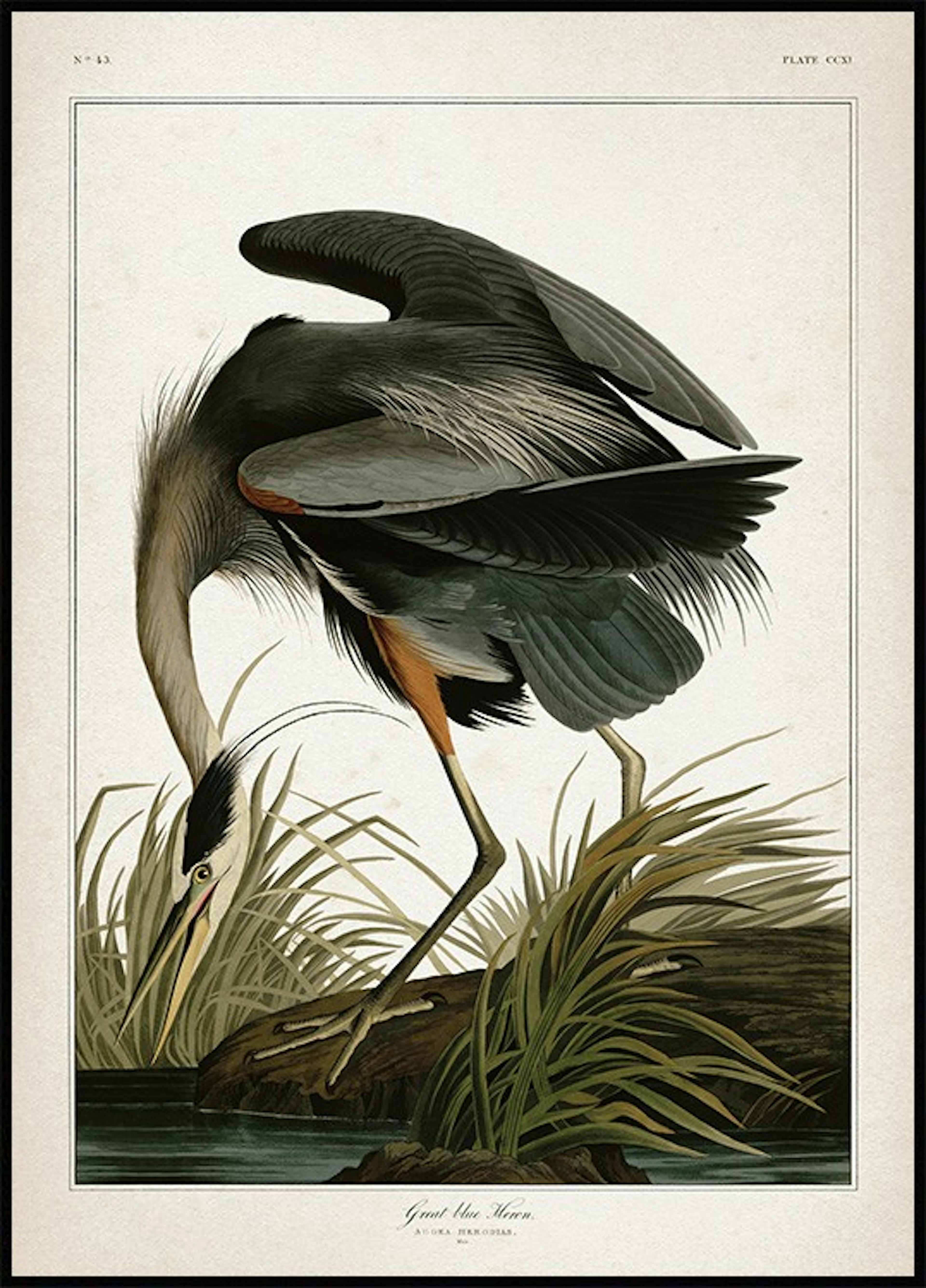 Great Blue Heron Poster 0