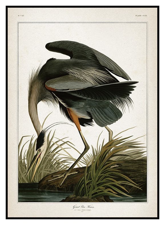 Great Blue Heron Poster (30x40 cm) - Poster Store