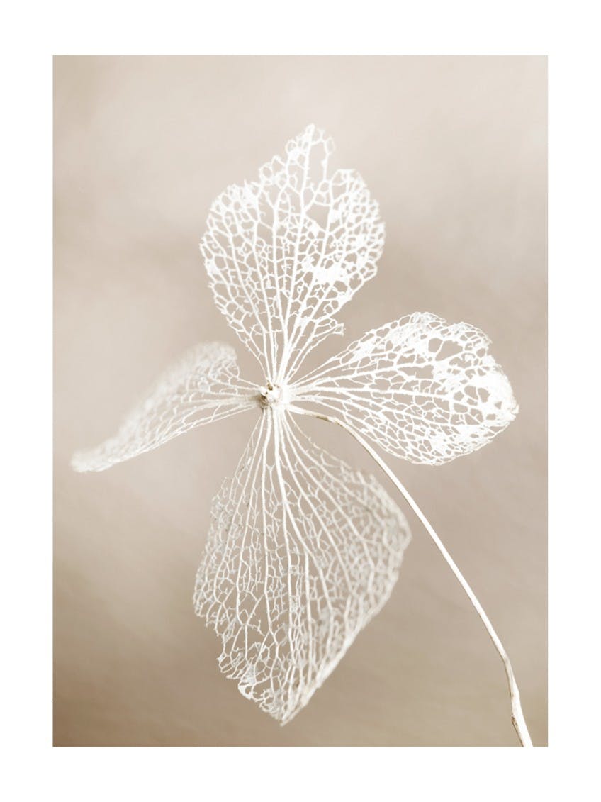 Dried flower Poster 0