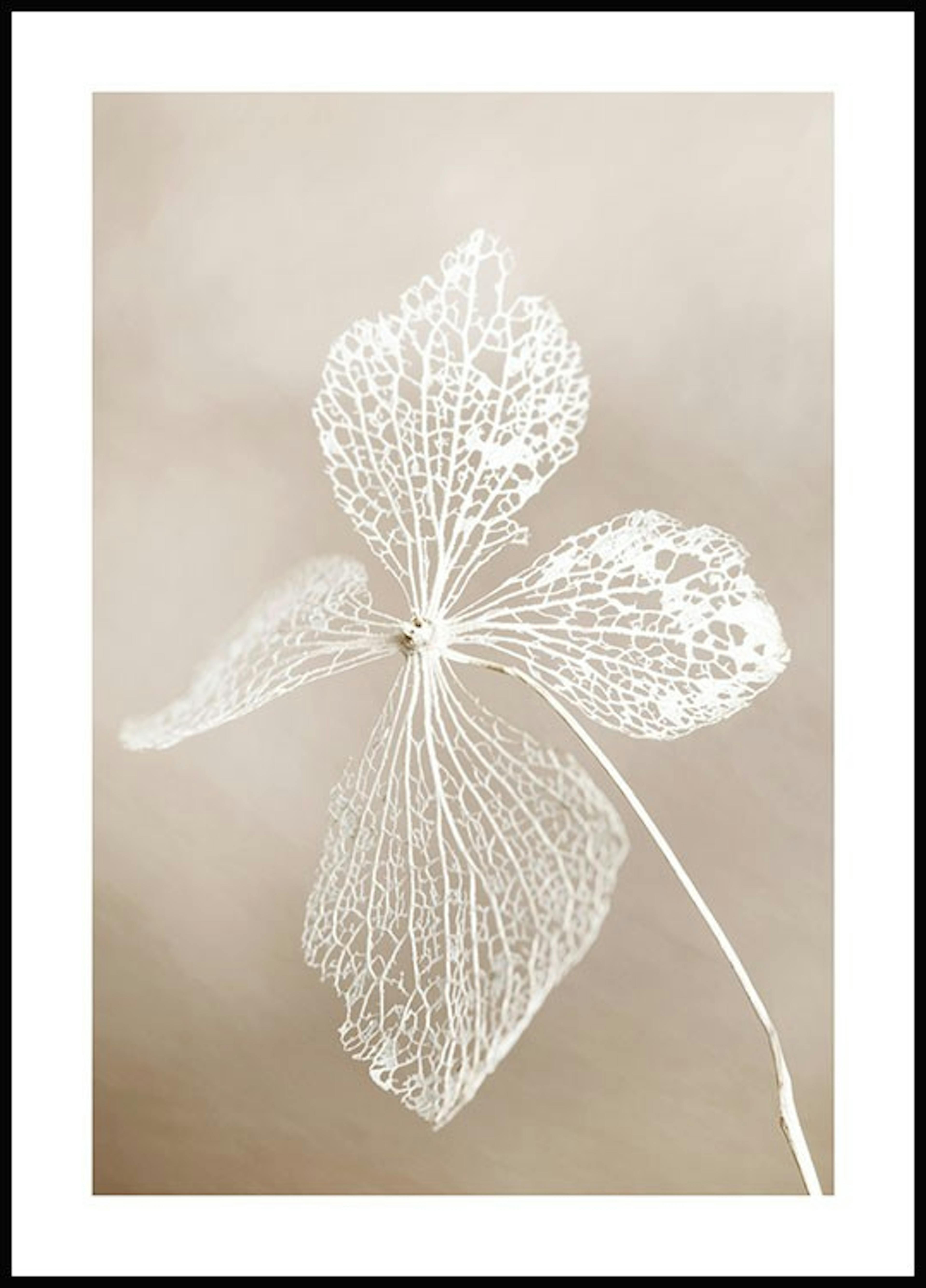 Dried flower Poster 0