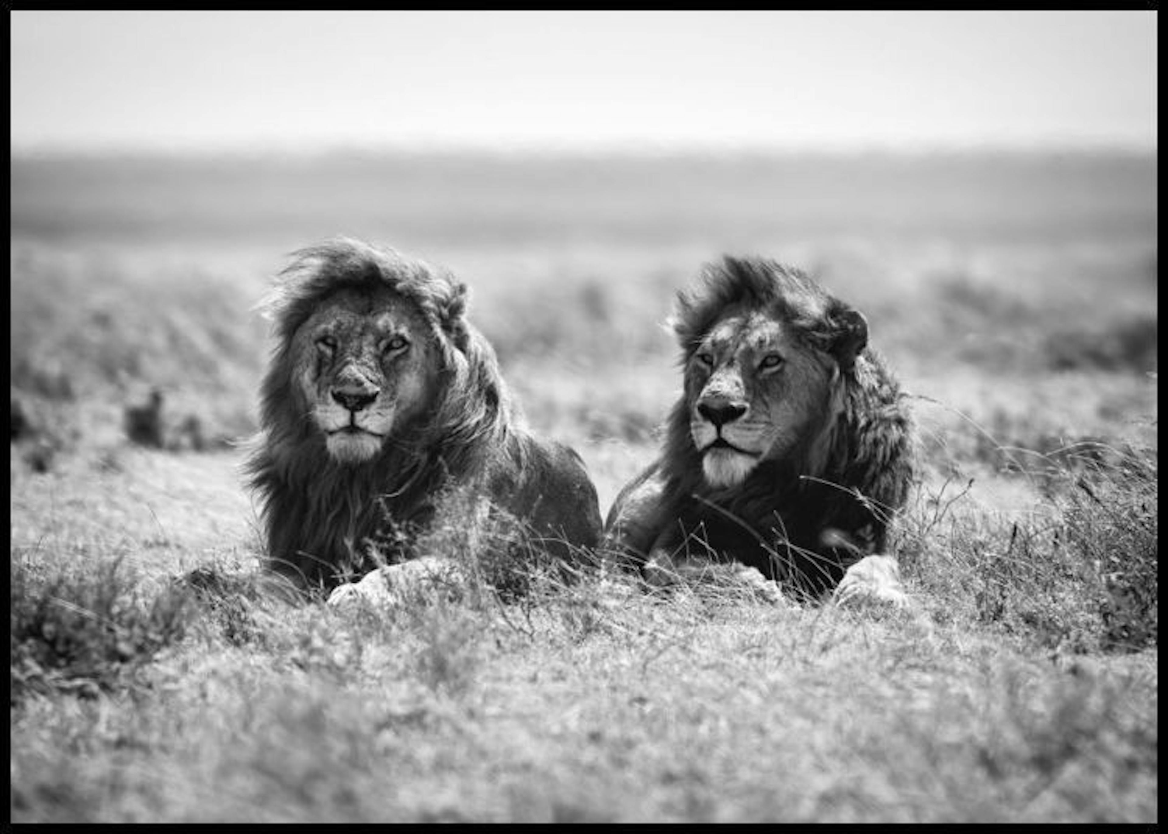The Lion Kings Poster thumbnail