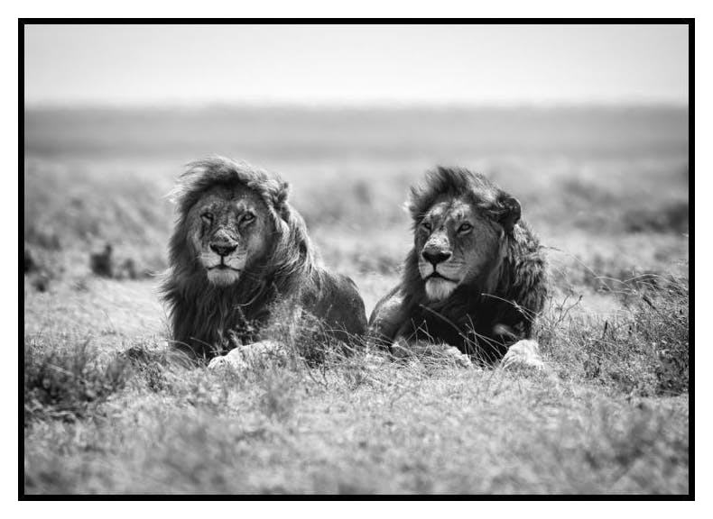 The Lion Kings Poster (30x40 cm) - Poster Store