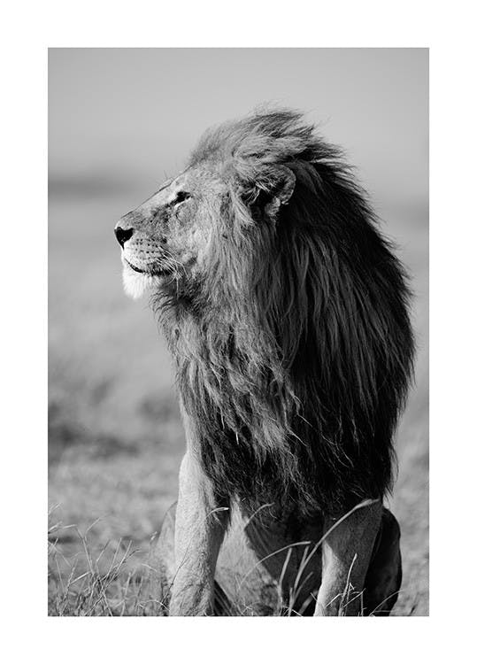 Lion dans la nature Poster 0