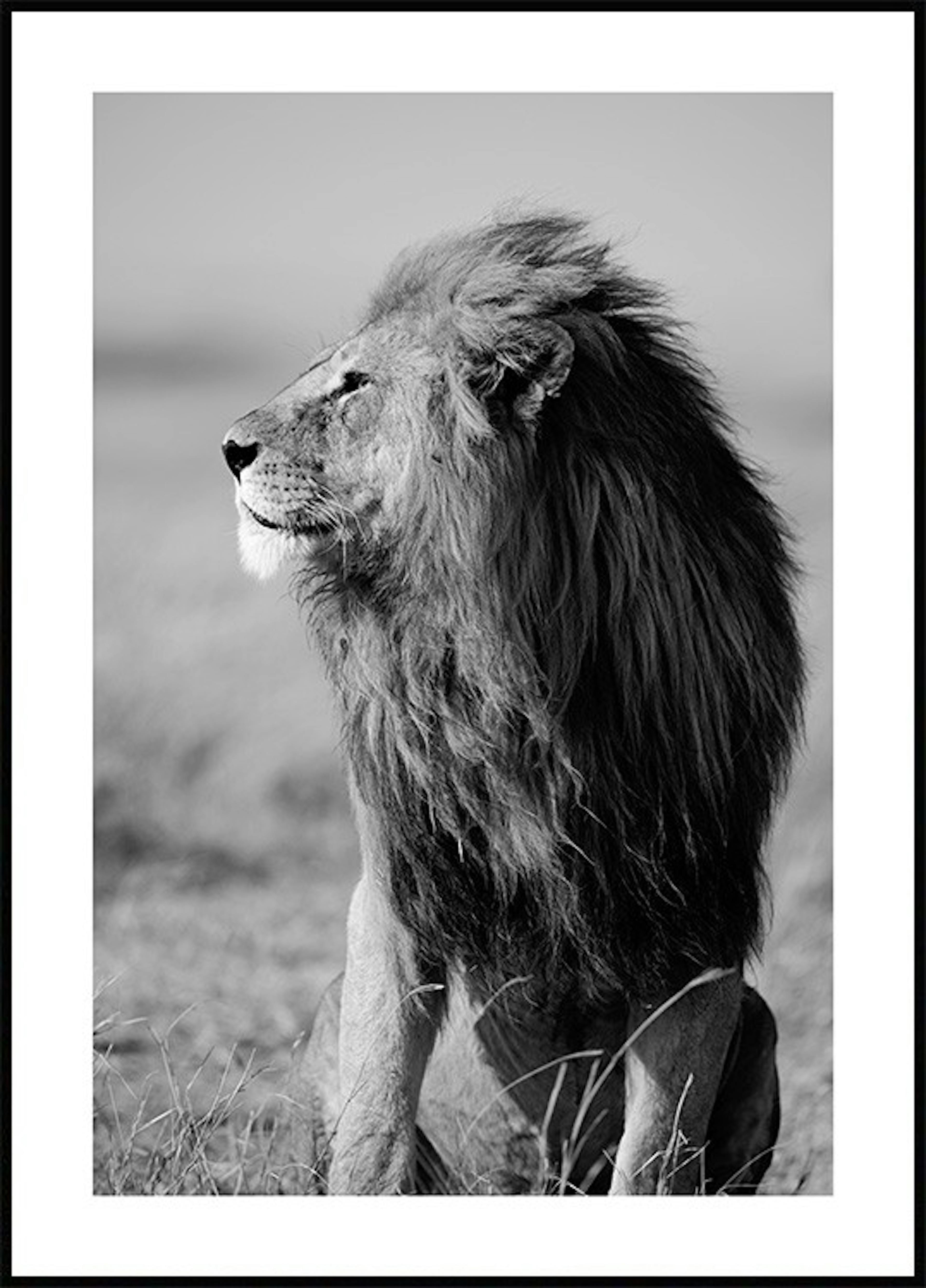 野生のライオン ポスター 0