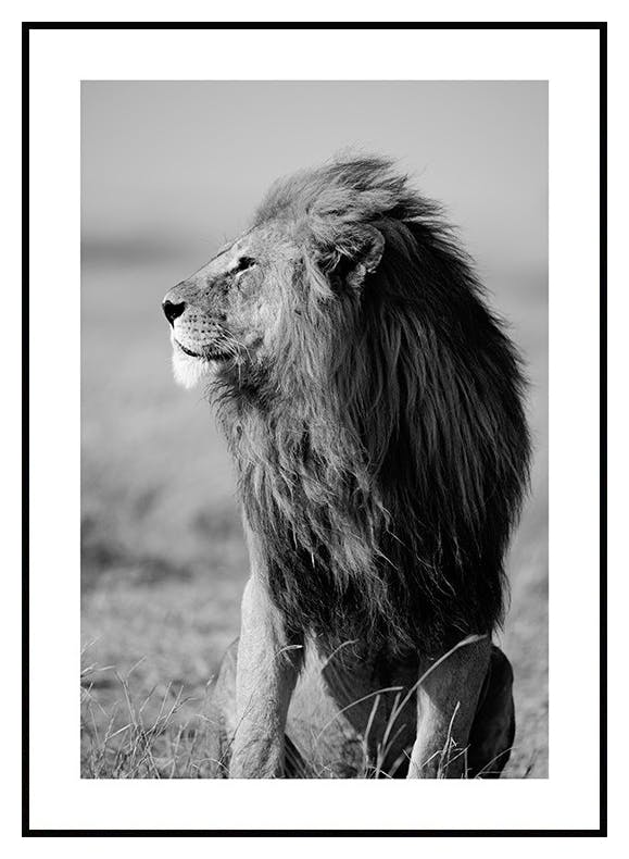 Lion in the wild Poster (21x30 cm) - Poster Store
