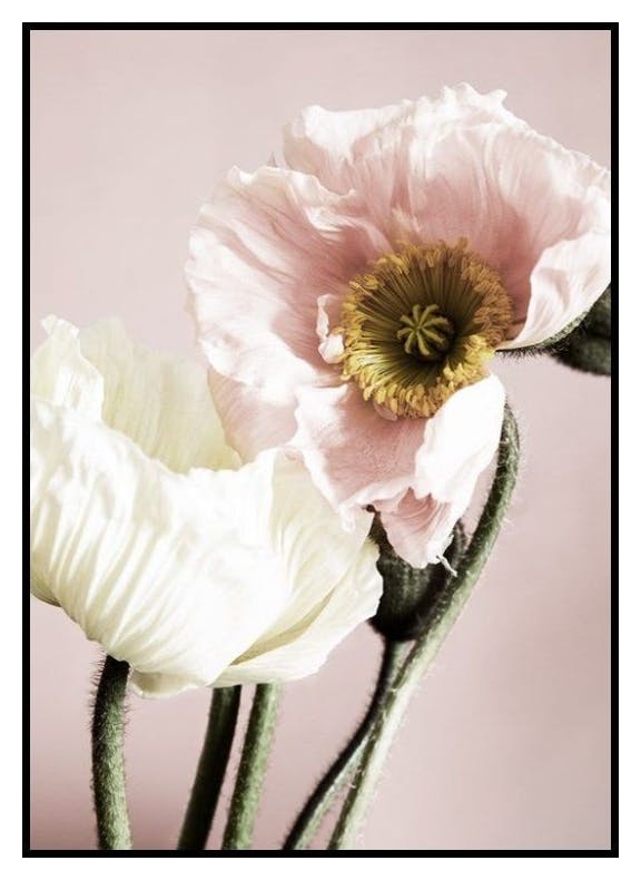 Prints Poppies on Pink Poster (50x70 cm) - Poster Store