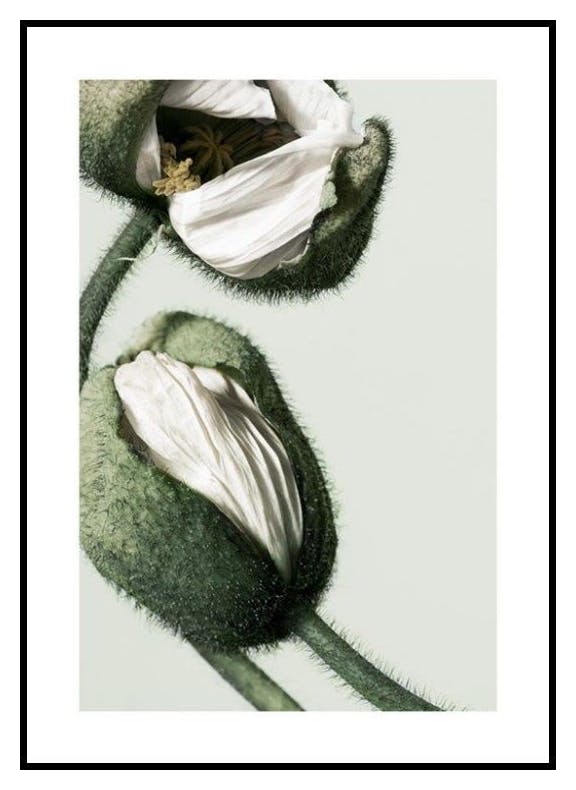 Białe pąki maku Plakat (50x70 cm) - Poster Store