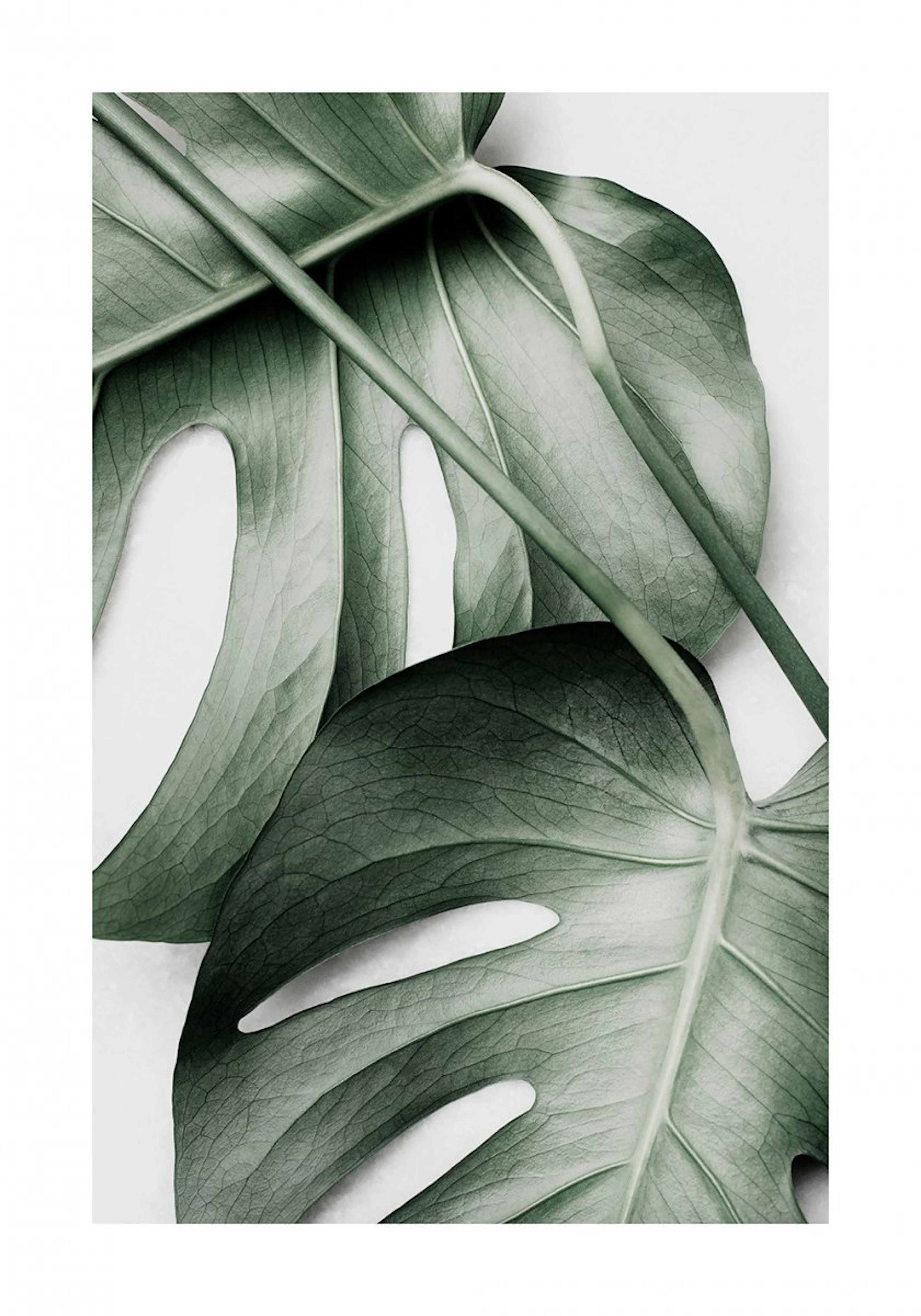 Green Monstera Poster 0