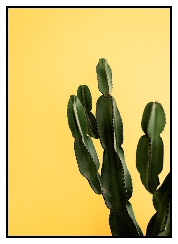 Yellow Cactus Poster (30x40 cm) - Poster Store