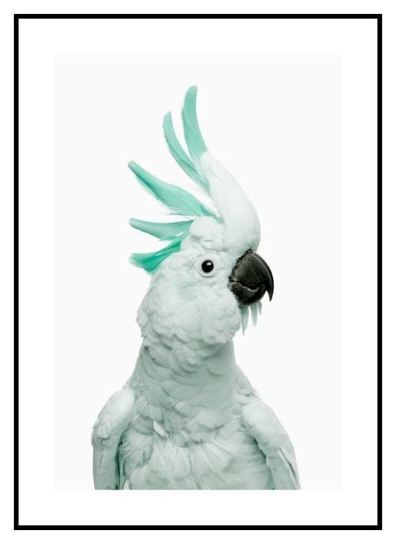 Mint Cockatoo Poster (30x40 cm) - Poster Store