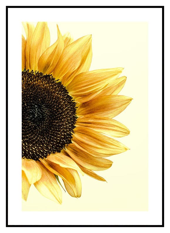 Sonnenblume Poster (21x30 cm) - Poster Store