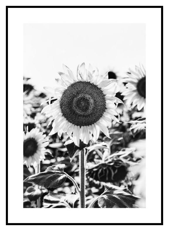 Sunflower B&W Poster (21x30 cm) - Poster Store