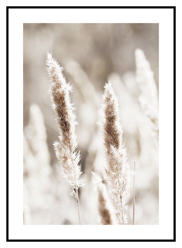Plakat Trzciny Na Łące (30x40 cm) - Poster Store