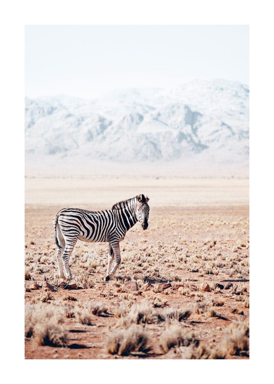 Osamělá zebra Plakát 0