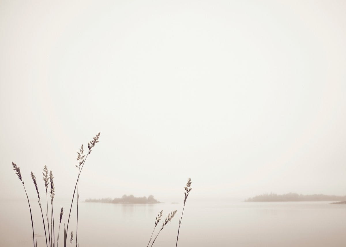 لوحة لصورة القصب والبحيرة 0