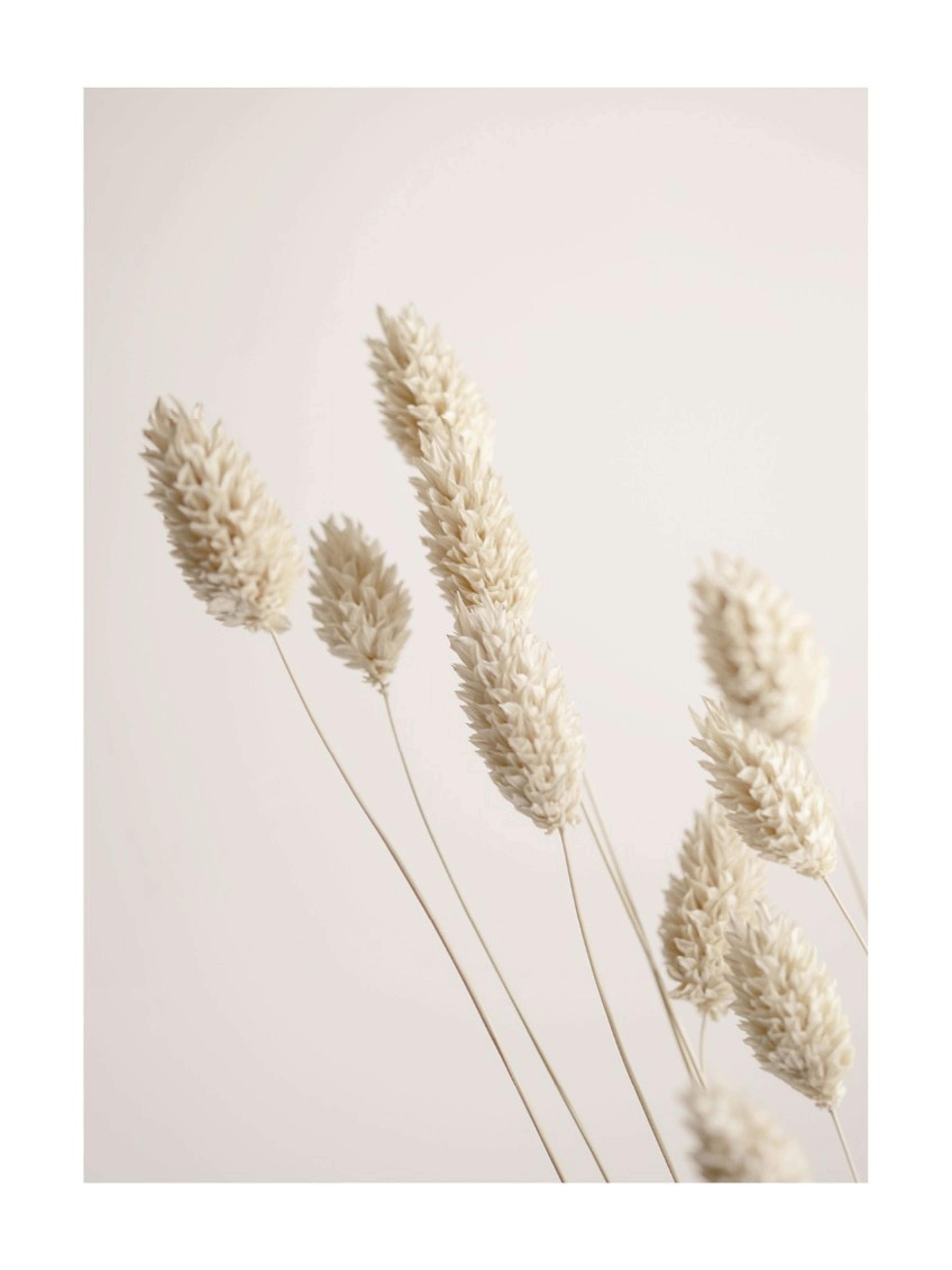 Dried Grass Poster 0