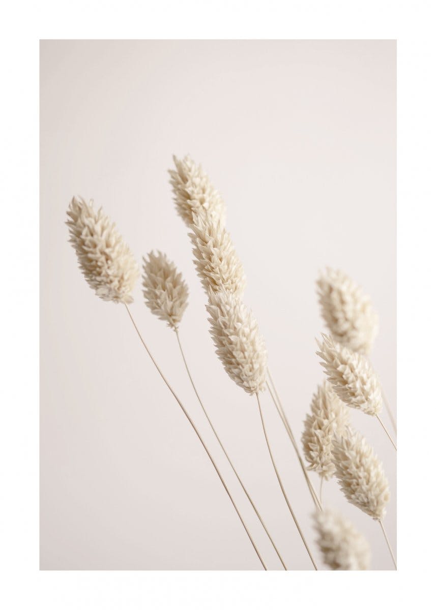 Dried Grass Poster 0