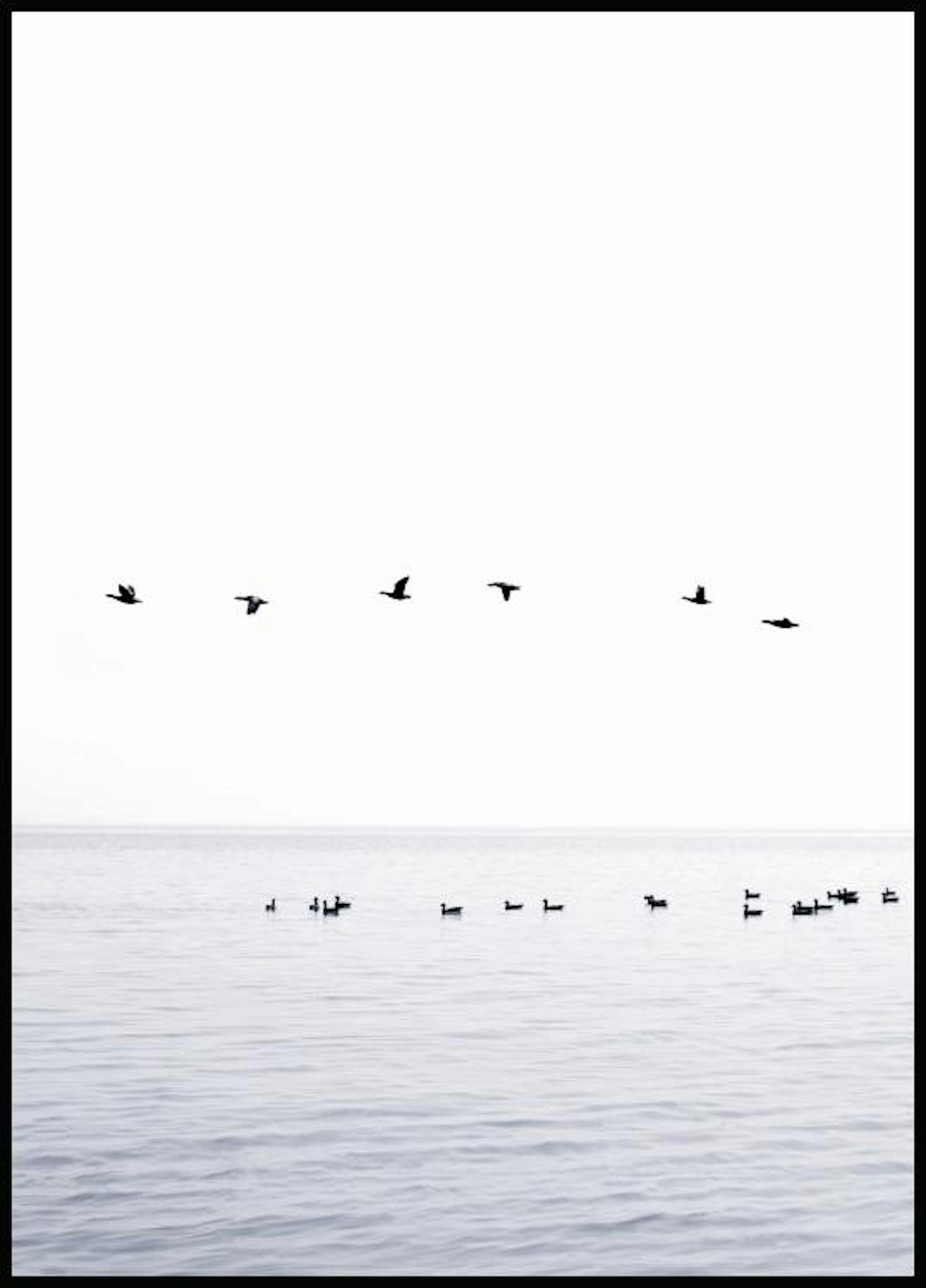 海の鳥たち ポスター 0