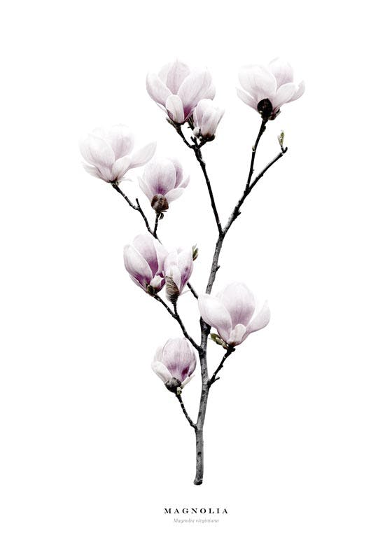 Magnolia Póster 0