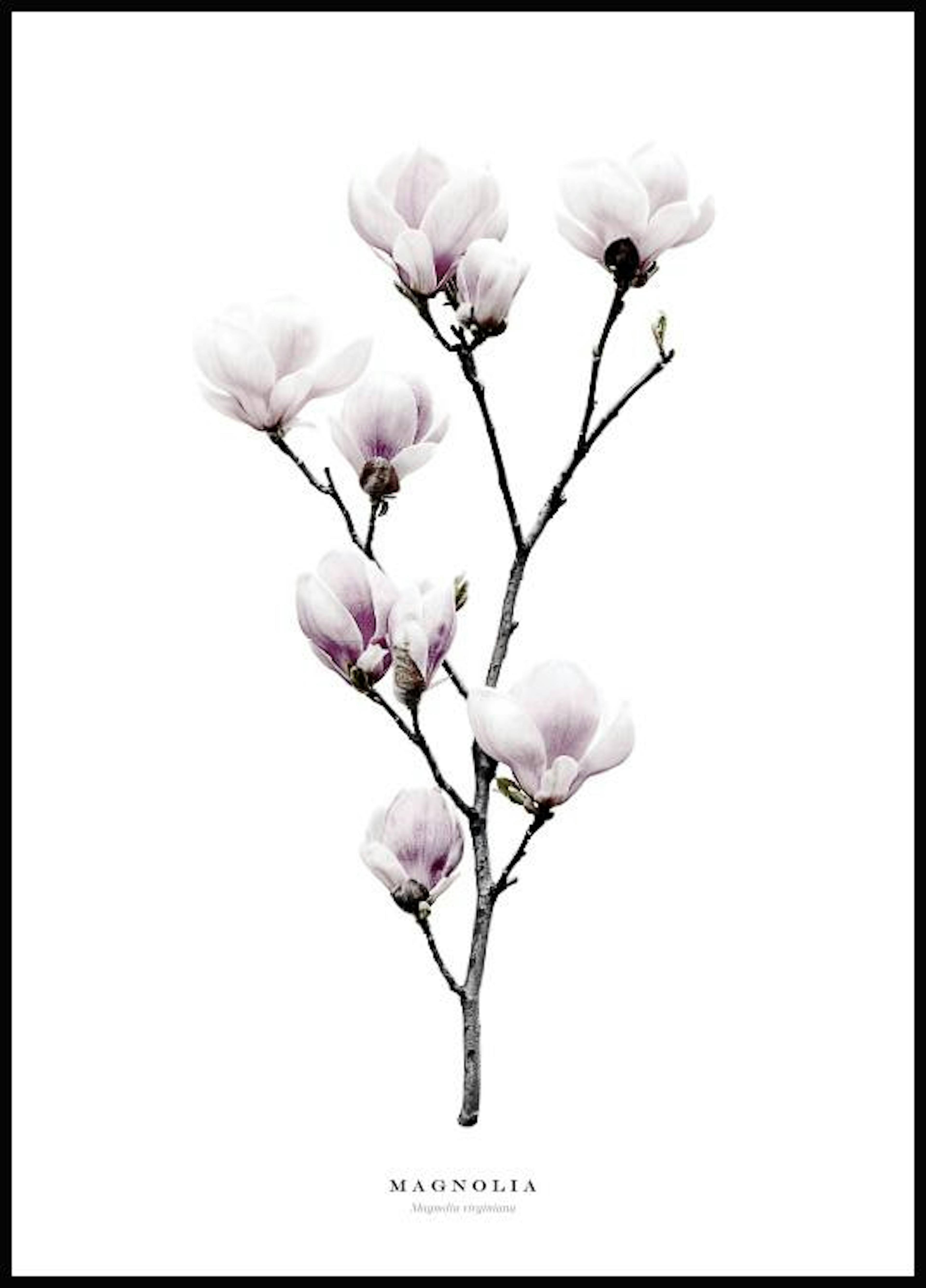 Magnolia Affiche 0