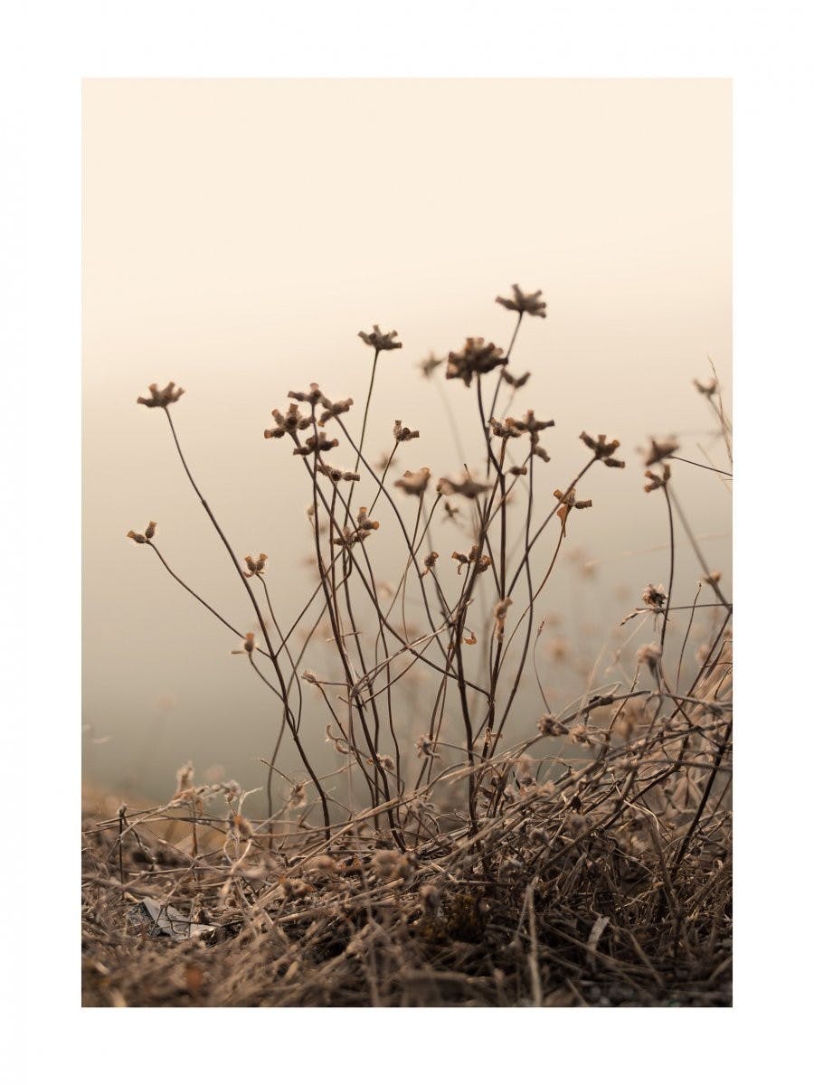 Withered Flowers Plakat 0