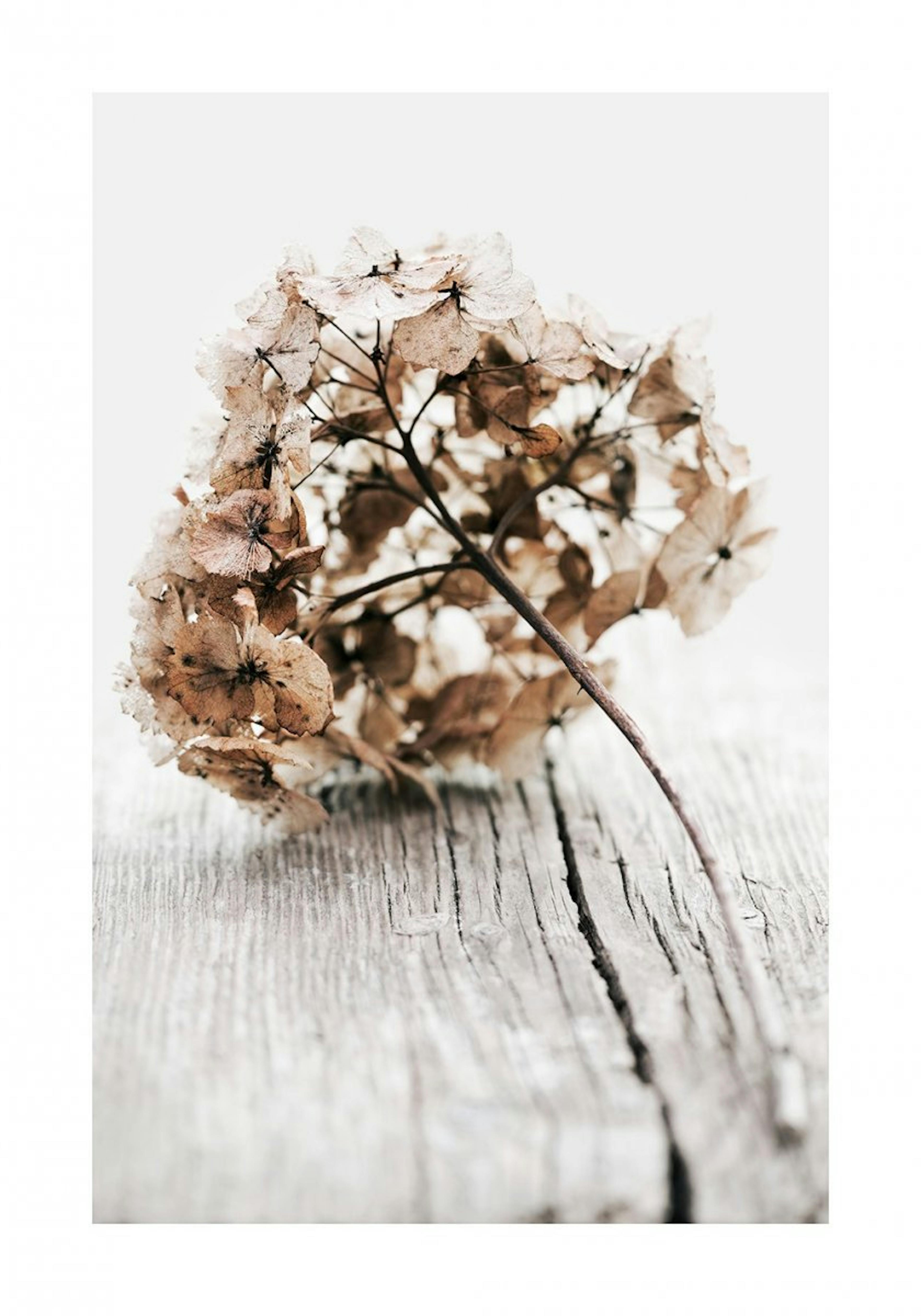 Tørret Hortensia Plakat 0