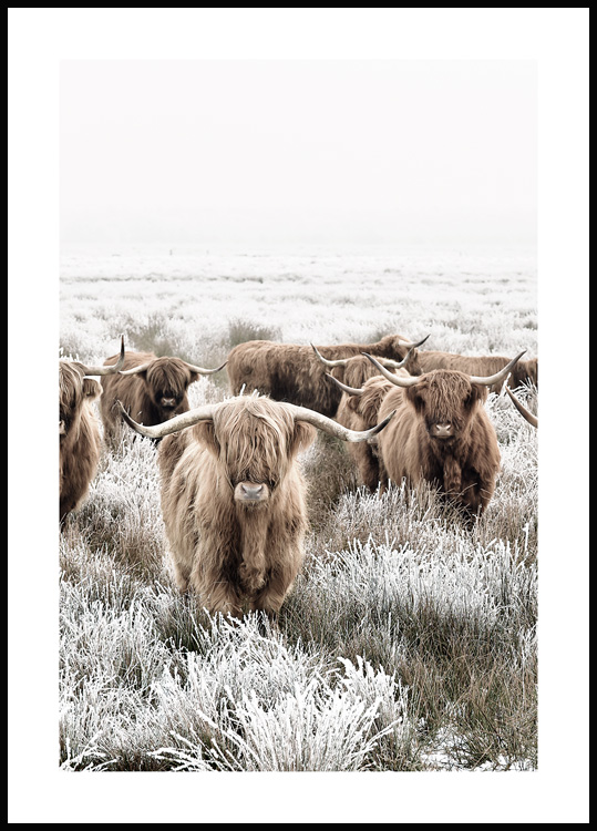 Herde Hochlandrinder Highland - Poster Cow Poster