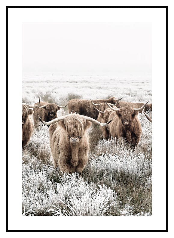 Highland Herd Poster (50x70 cm) - Poster Store
