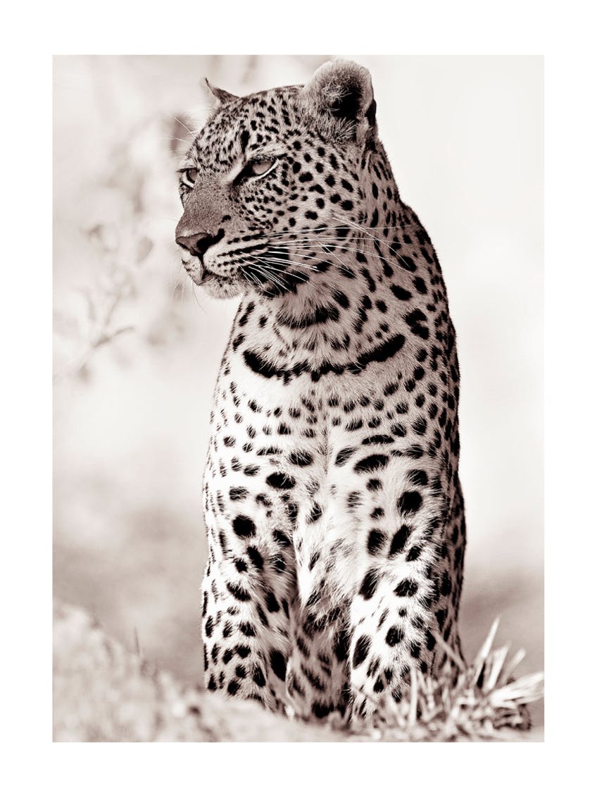 Leopardo nella natura Poster 0