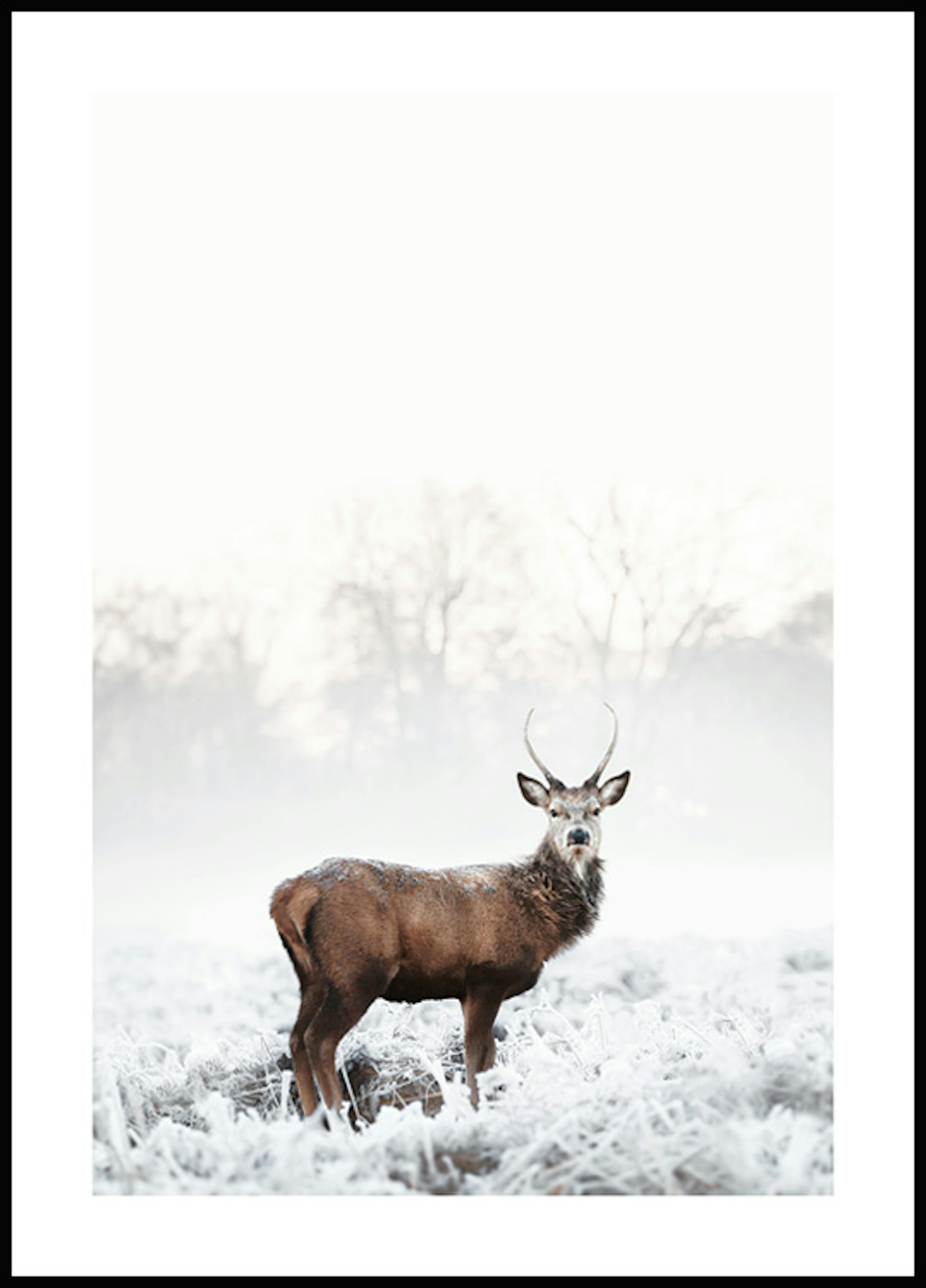 Frosty Red Deer Poster 0