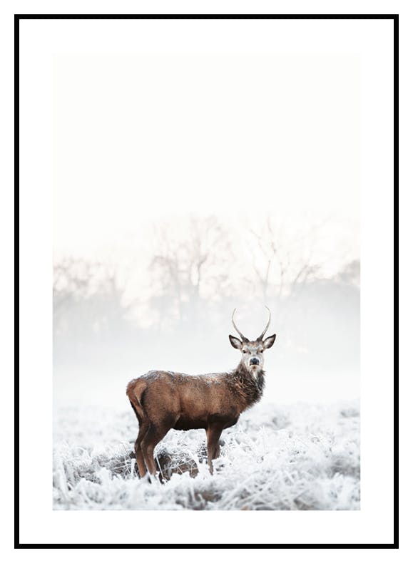 Frosty Red Deer Poster (50x70 cm) - Poster Store