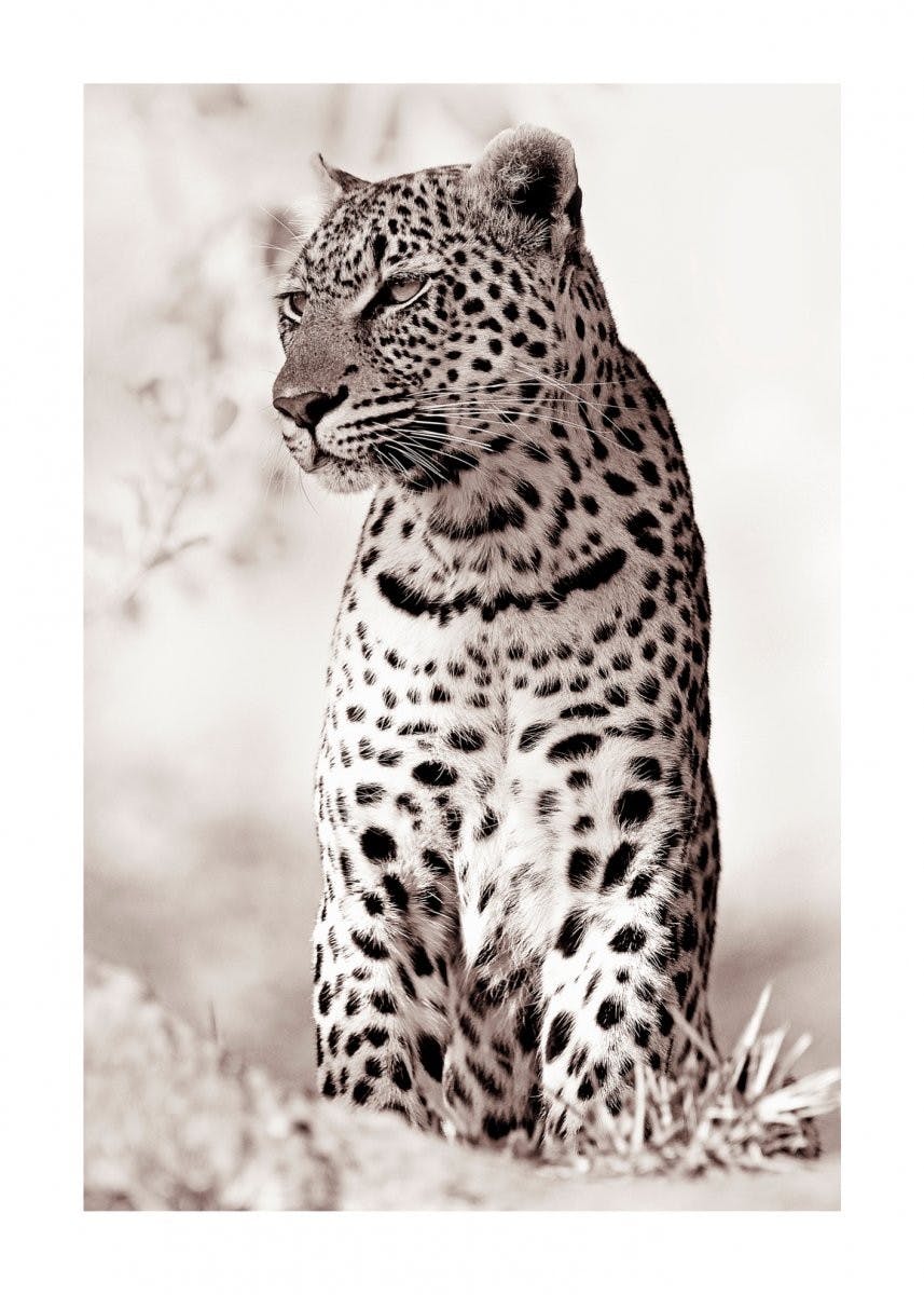 Leopardo nella natura Poster 0