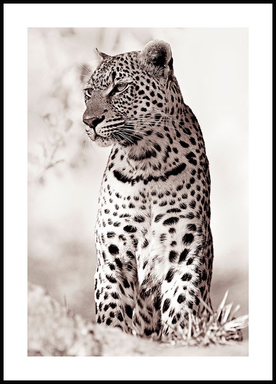 Naturposter online - Leopard poster