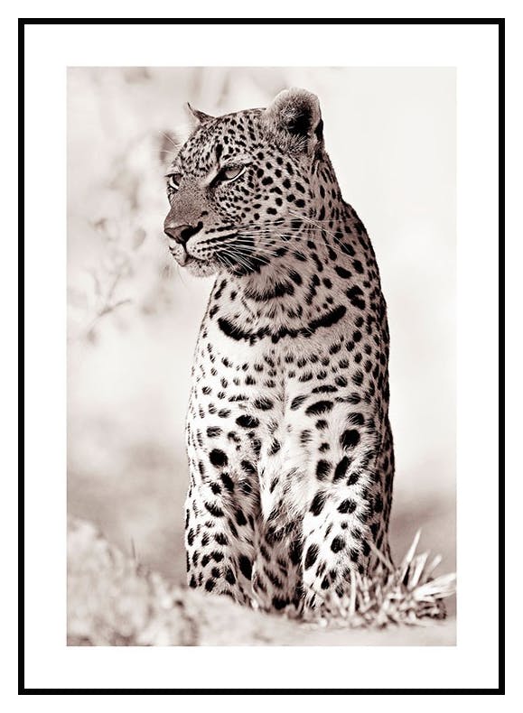 Leopard in the wild Poster (21x30 cm) - Poster Store