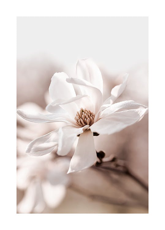 Magnolia Blomst Plakat 0