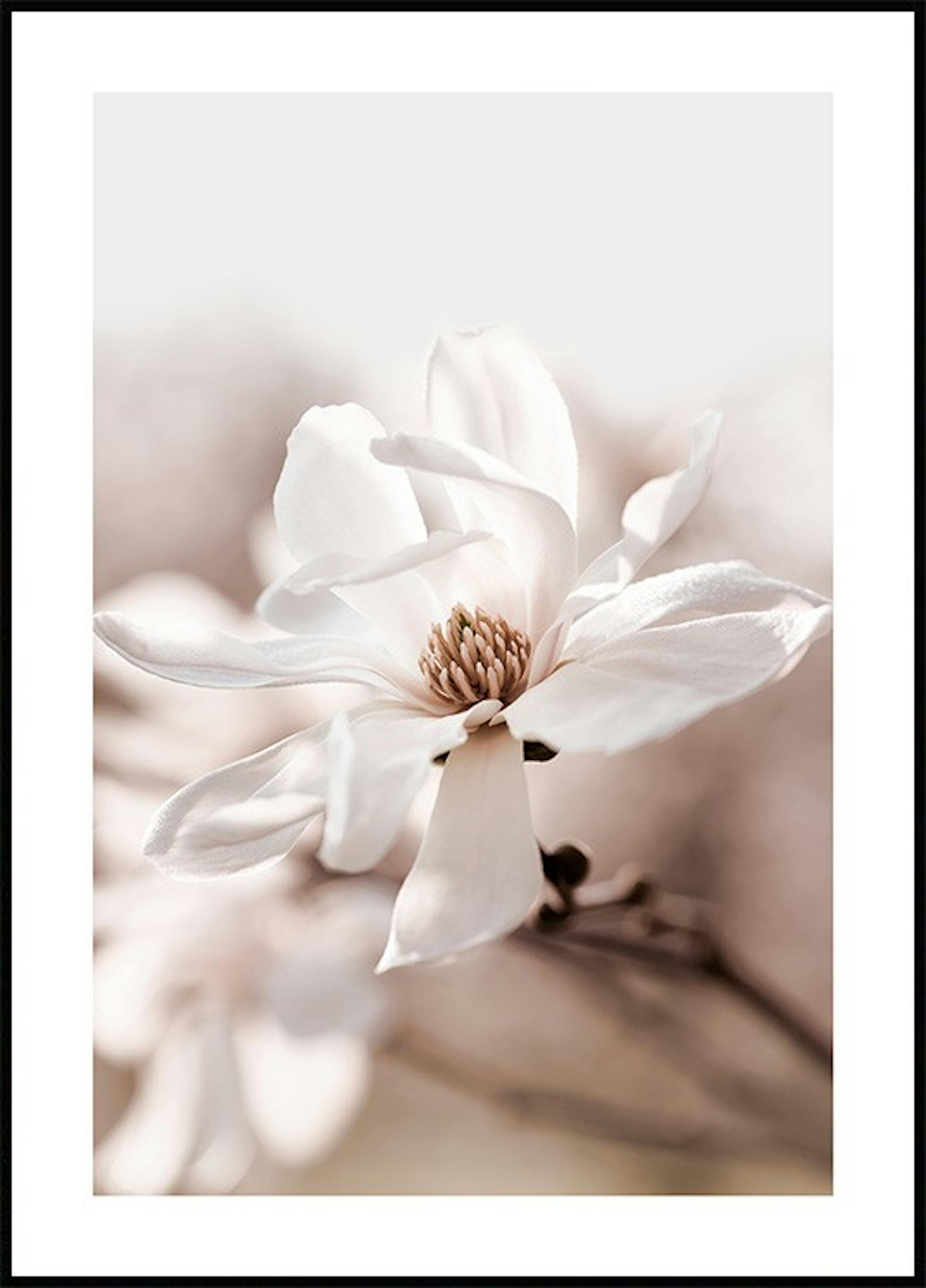 Magnolia Flower Poster thumbnail