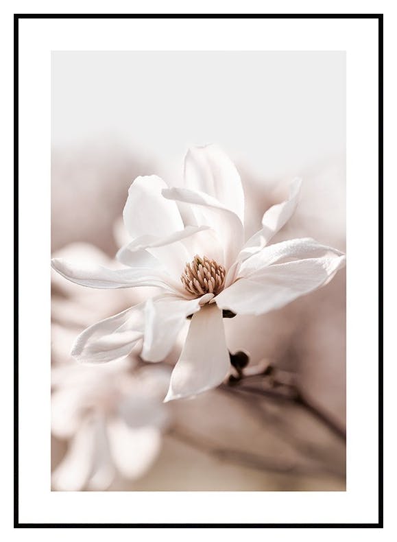 Magnolia Blomst Plakat (50x70 cm) - Poster Store